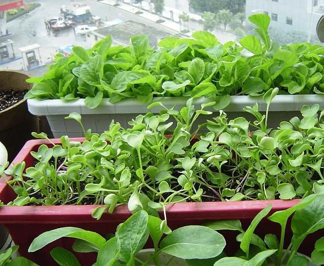 別墅田園生活什么鬼？陽(yáng)臺(tái)上竟然還能種菜！